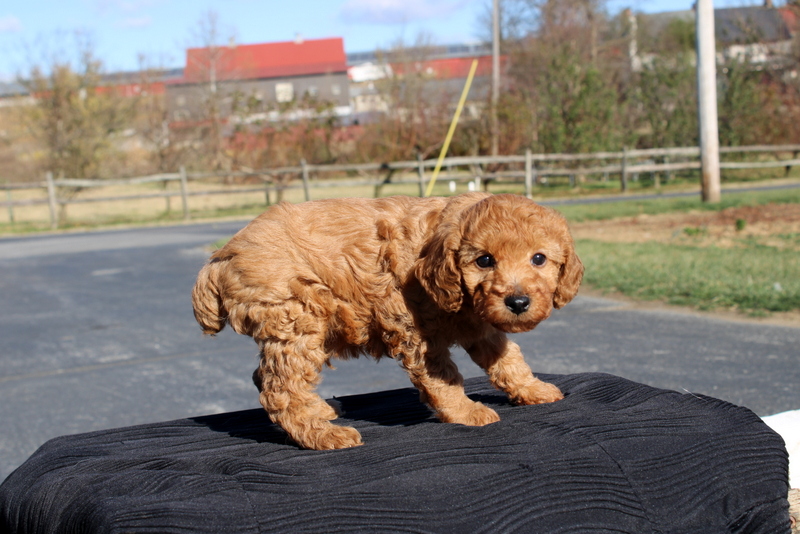 puppy, for, sale, Mini Poodle, Matthew B. Stoltzfus, dog, breeder, Gap, PA, dog-breeder, puppy-for-sale, forsale, nearby, find, puppyfind, locator, puppylocator, aca